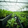 Plant Propagation Materials