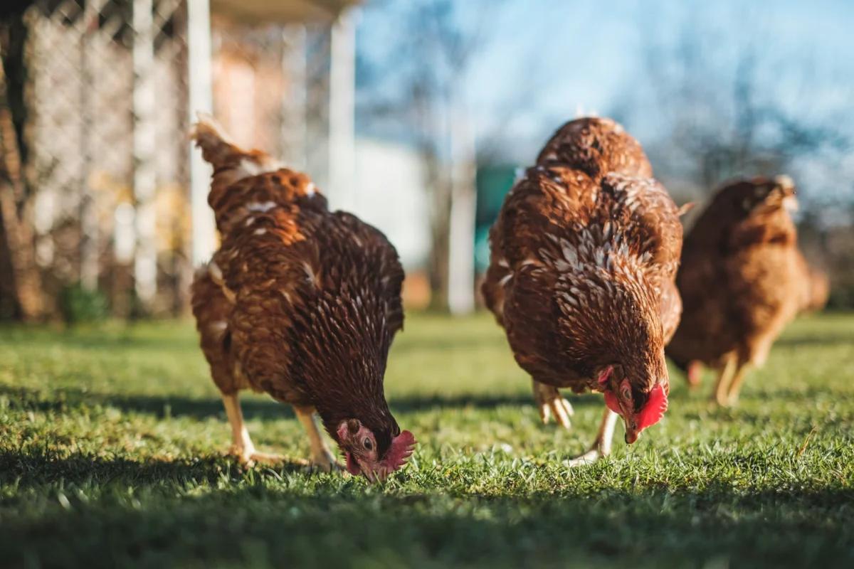 Poultry Companies