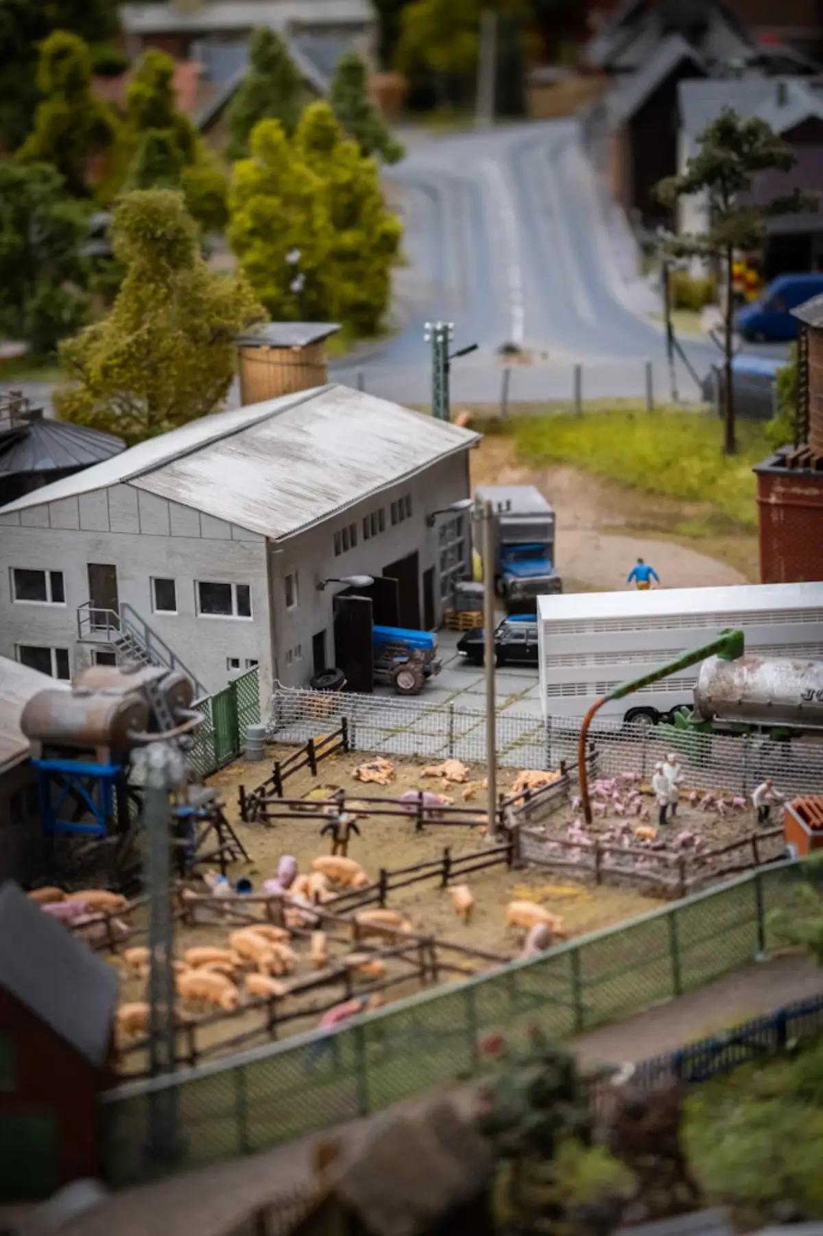 Poultry Suppliers