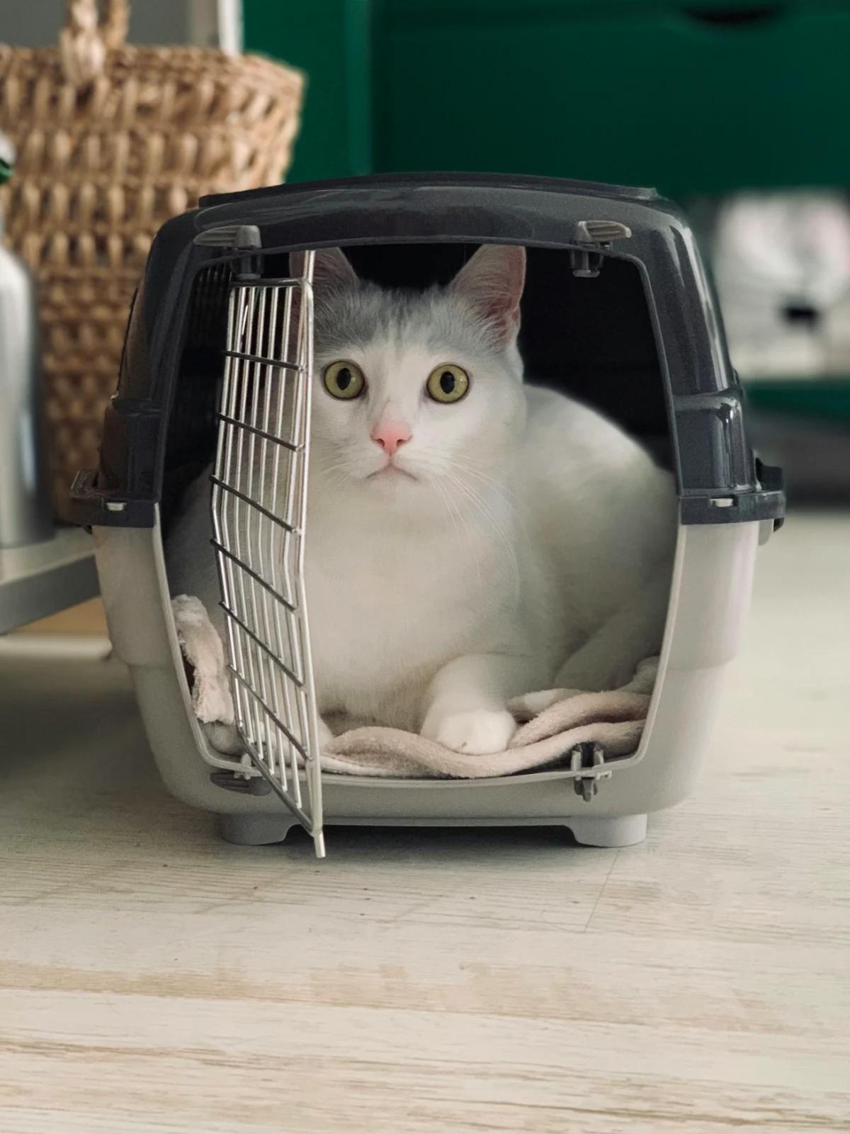 Pet Furniture Manufacturers