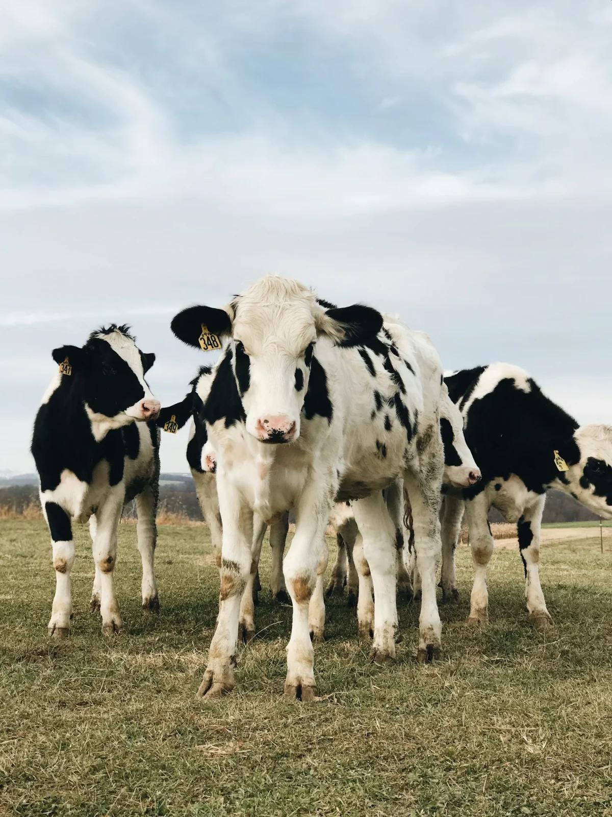 Liquid Milk Factory