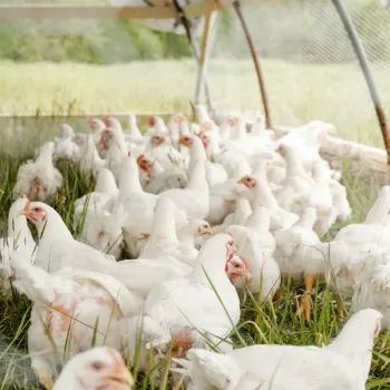 Poultry Suppliers