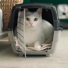 Pet Furniture Manufacturers