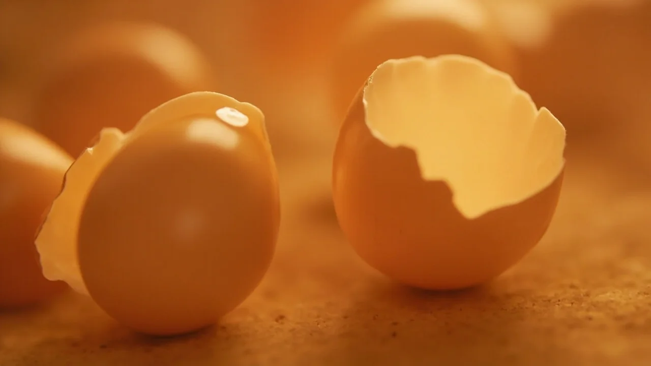 Dairy & Egg Products industry infographic